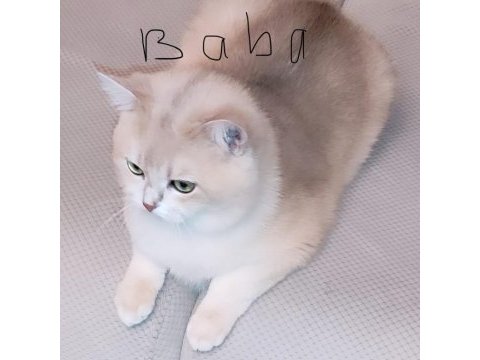 Ödüllü british shorthair yavru