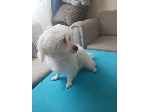 Pet eğitimli sevimli oyuncu maltese terrier
