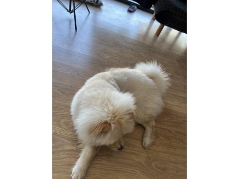 10 aylık dişi chow chow köpeğimiz yeni yuvasını arıyor