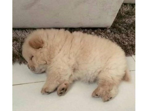 Safkan ayı yavrusu isteyene özel bir adet dişi chow chow