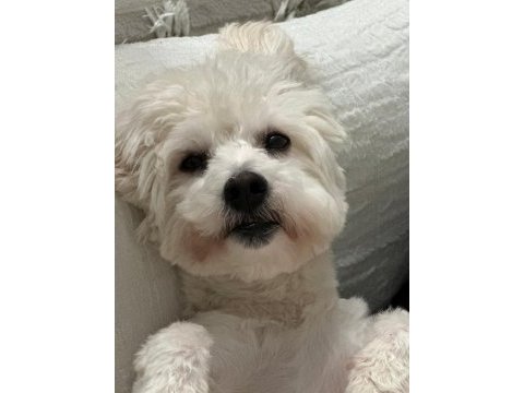 Afacan maltipoo erkek