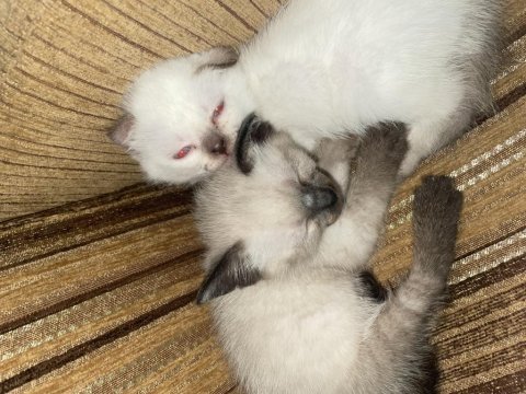 Scottish fold 2 aylık yavru