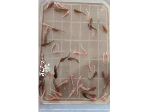 Axolotl kampanya