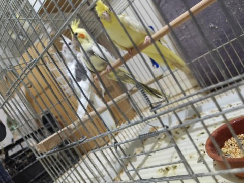 Yeme düşmüş sultan papağanları