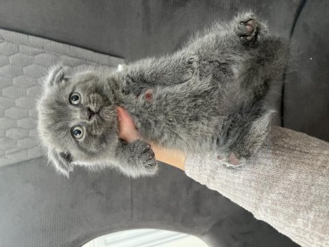 Blue point scottish ve scottish fold yavru