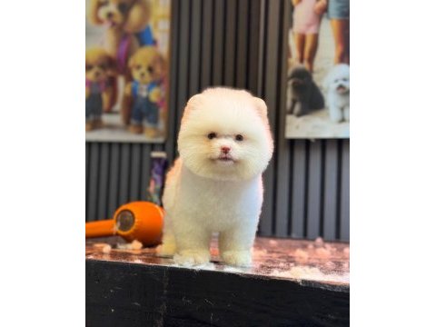 Yavru pomeranian boolarımız