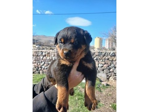Sağlam kan hatlı rottweiler yavrular
