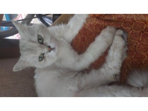 Yetişkin erkek kedimiz