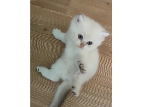 Şafkan british shorthair