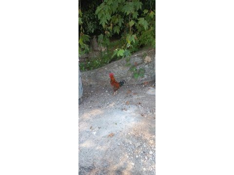 Bıldırcın yumurtası günlük taze