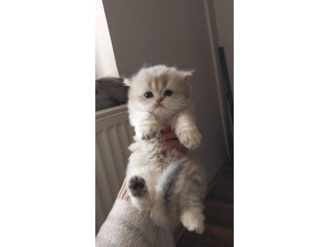 Golden dişi ve erkek kardeş kediler