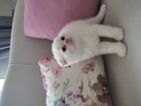 Scottish fold beyaz yuvamızı arıyoruz