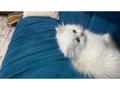 1 buçuk aylık dişi british longhair