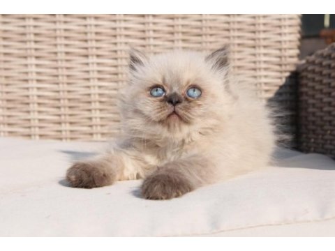 Çikolata point british longhair erkek