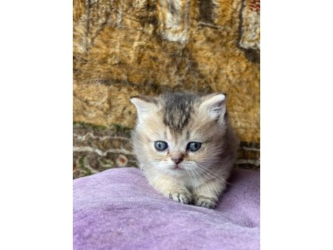 Full orjinal black golden british shorthair