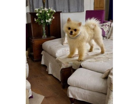 Erkek çift tesis karnesi aşısı ve çiş eğitimli pomeranian
