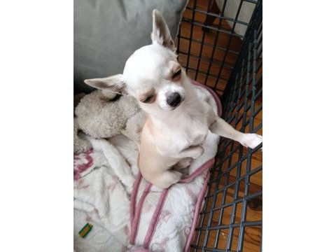 1 yaş chihuahua