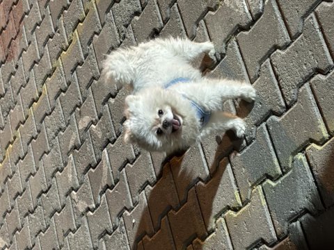 4 yaşında eğitimli pomeranian