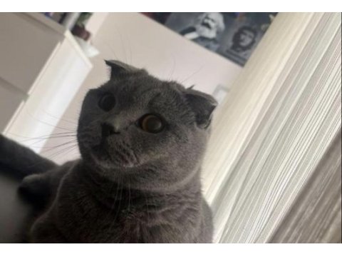 Scottish fold kedimiz