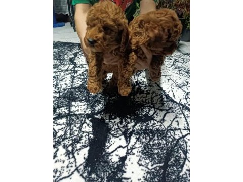 Dark brown toy poodle yavrular