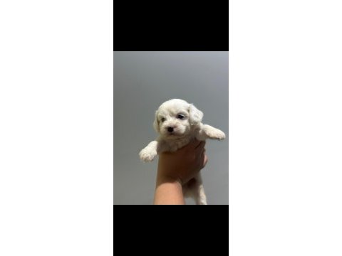Dişi erkek miniklerim maltese terrier