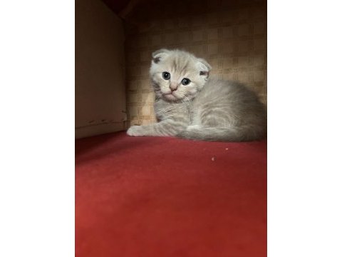 45 günlük yeni yuvaya hazır scottish fold
