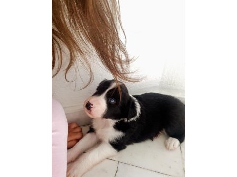 Border collie erkek