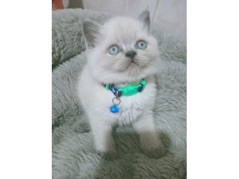 Mavi gözlü blue point british shorthair yavrular