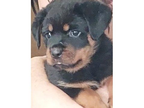 Irk garantili koca kafa rottweiler yavruları
