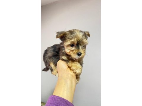Egzotik yorkshire terrier merle desen