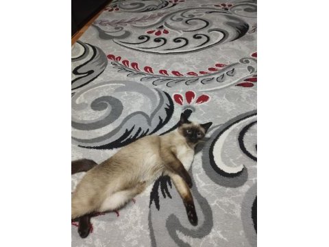 Siyam kedisi dişi