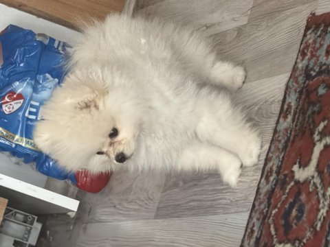 Uslu zeki pomeranian boo dünyalar tatlısı yavrumuz