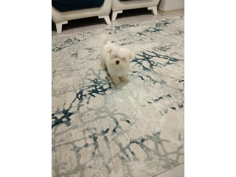 Kore kan maltese bebek harika