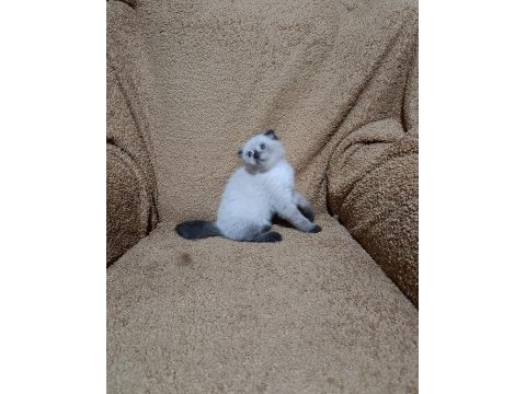 Scottish fold shorthair çikolata point