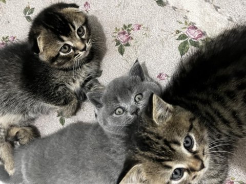 Scottish fold ve british shorthair yavrular