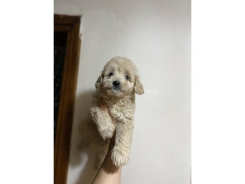 A kalite kıvırcık maltipoo bebekler