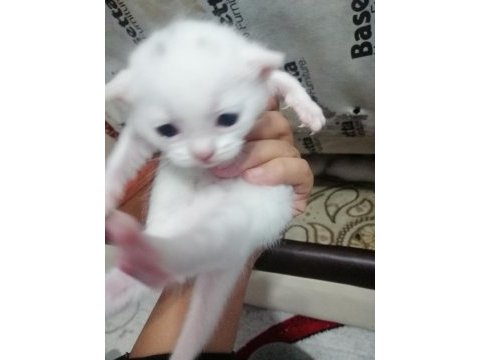 Saf cins beyaz renk scottish fold