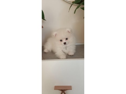 2 mayıs doğumlu pomeranian