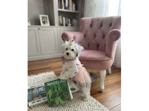 Dünyalar güzeli prenses köpeğimiz
