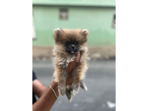 Yavru dişi pomeranian boo