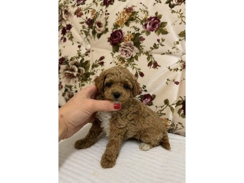 Red maltipoo dişi kilogram garantili