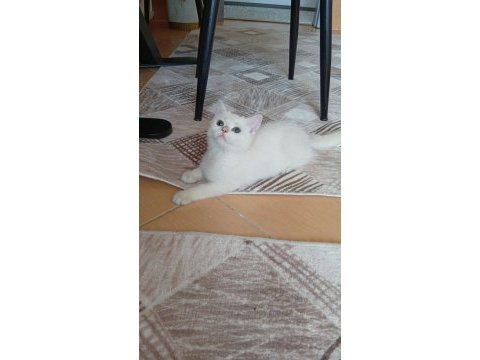 Golden point british shorthair prenses hazır