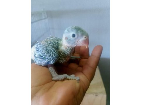 Bebek pakistan papağanı mevcut