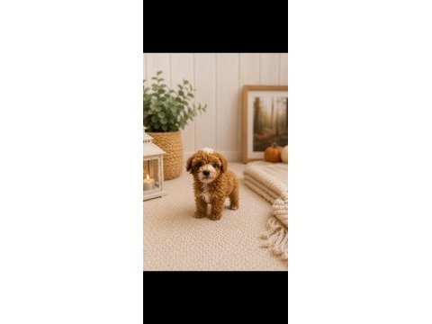Maltipoo yavrular orijinal kg garantili