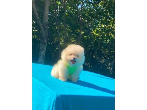 Minik pomeranian köpekler