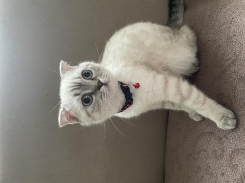 Scottish fold beyaz renk mavi gözlü 3 aylık
