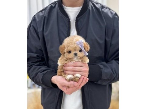 Show duzeydekı toy poodle bebeklerım