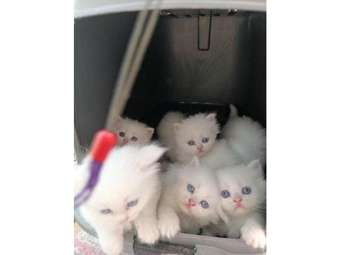 British longhair bebeklerimiz yeni yuvalarını arıyor