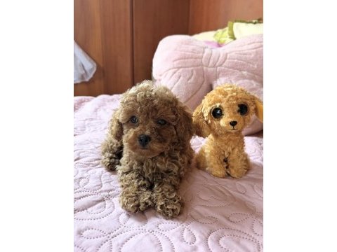 Toy poodle bebeklerimiz