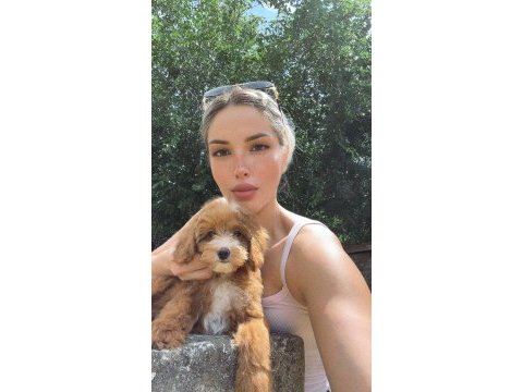 Maltipoo oğlumuz